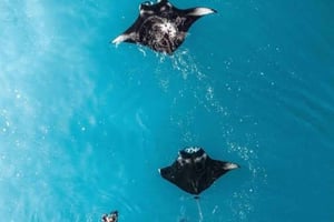 Fra Bali: Nusa Penida privat tur med snorkling og landgang