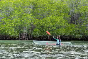 レンボンガン発カヤック/パドルボード/ボート マングローブツアー