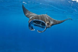 From Lembongan: Manta Point Snorkeling & West Penida Tour