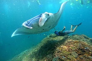 Desde Penida: snorkel con tour a Lembongan y almuerzo buffet