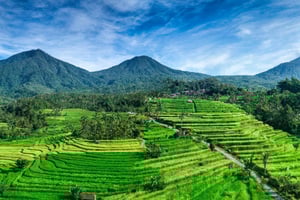 Jatiluwih (Sitio de la UNESCO) Excursión en bicicleta eléctrica de 2 horas