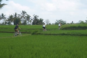 Kintamani Culture and Nature Guided Cycling Tour