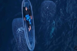 Avventura con gli squali balena a Lombok e Sumbawa (2 giorni e 1 notte)