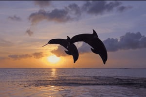 バリ島北部イルカ、ウルン・ダヌ寺院、バニュマラの滝