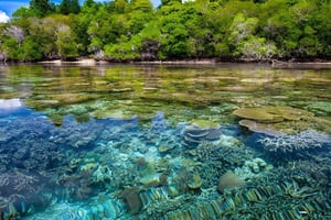 Menjangan marine skjønnhet og utforskning av regnskog