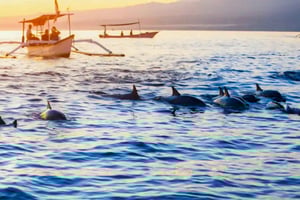 Noord-Bali: dolfijnentour bij zonsopgang voor natuurliefhebbers en ontdekkingsreizigers