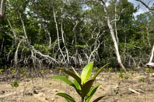 Nusa Penida/Lembongan: Genplantning af mangrover og kanotur
