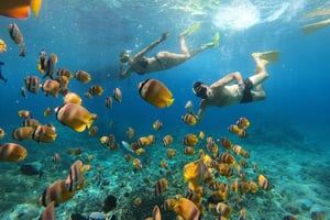 Nusa Penida: privat snorkling, avslapningsstopp og solnedgang ved Kelingking