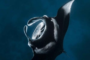 Nusa Penida: Snorkling på 3 steder med GoPro og padletur i mangroveskogen