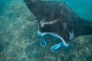 Нуса-Пенида: сноркелинг в 3 местах с GoPro и экскурсия по западной части острова