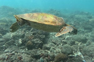 Nusa Penida: mergulho com snorkel num barco tradicional