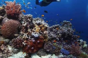 Pemuteran: stage Biorock Dive Master