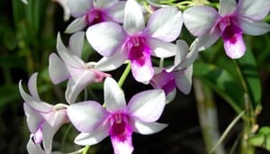 RUDYLIN Photography & Video Motion