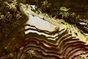 Убуд: тур «все включено» с дополнительным обедом