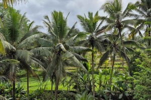 Ubud: Authentic Village and Rice Fields Tour