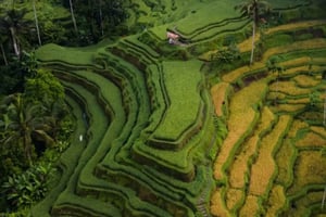 UBUD: Customized Tour With Private Driver & Guide