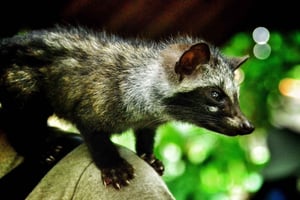 Wodospad Kanto Lampo w Ubud, tarasy ryżowe i huśtawka na Bali