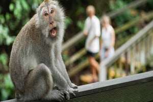 Убуд: экскурсия в Обезьяний лес, рисовые террасы и водопад
