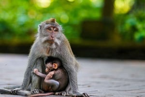 Ubud: Monkey Forest, rijstterras, waterval privétour