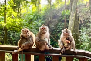 Ubud : Sanctuaire de la forêt des singes et balançoire dans la jungle