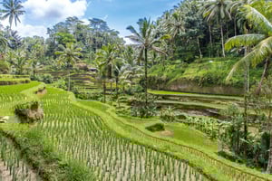 Ubud: Affenwald, Tegalalang, Tirta Empul, Wasserfall-Tour