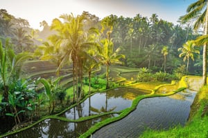 Ubud: Affenwald, Wasserfall und Reisterrassen-Tour