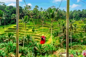 Ubud: noleggio auto privata con ingressi inclusi