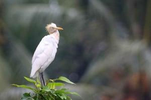Ubud: Privat tur med Gunung Kawi-templet och vattenfall