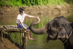 Bangkok : Sanctuaire des éléphants et chute d'eau d'Erawan