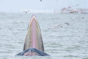 Bangkok Safari & Marine Park