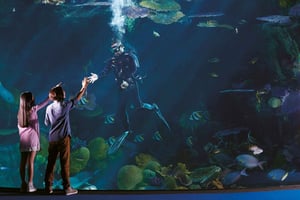 バンコク：SEA LIFE Bangkok Ocean World 入場チケット