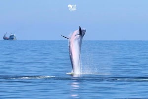 Bangkok: Whale Watching Experience with Breakfast and Lunch