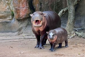 Vanuit Bangkok: Khao Kheow Open Zoo (Moodeng) Privétransfer