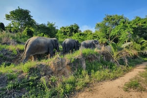 Från Bangkok: Dagsutflykt till Living Green Elephant Sanctuary