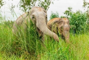 Fra Bangkok: Dagsudflugt til Pattaya Ethical Elephant Sanctuary