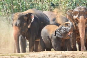 Vanuit Bangkok: Wildlife Rescue en Elephant Rescue Tour