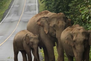カオヤイ国立公園：バンコクから2日間のプライベートツアー