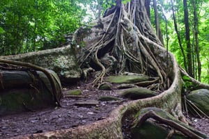 The Wilds: Khao Yai Trekking och Stargazing 2-dagars tur