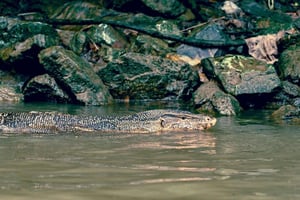 Urban dyreliv og hverdagsliv langs Bangkoks vandveje