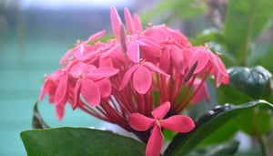 Andromeda Botanic Gardens