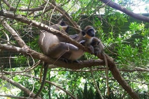 Barbados: 4-timers privat tilpasset øytur