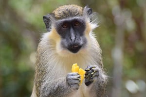Bridgetown: excursión a la reserva natural y la bahía de Carlisle con paseo en barco