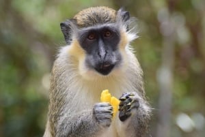 Bridgetown: Dyrelivsreservat og Carlisle Bay-tur med cruise