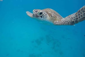 Bridgetown: Wildlife Reserve Tour and Carlisle Bay Cruise