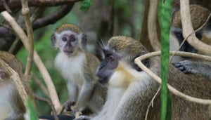 Best Natural Attractions in Barbados