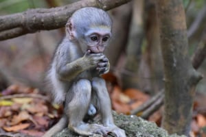 St. Peter: Apefôring i Barbados Wildlife Reserve