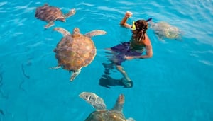 Shasa Catamaran Cruises