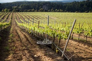 Barcelona: Tour de luxo para Priorat, prova de vinhos e almoço