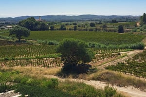 Barcelona: Passeio a cavalo pelas vinhas de Penedès com prova de vinhos