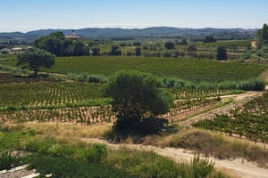 Barcelona: Penedès Vineyard Horseback Ride with Wine Tasting